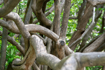 Plexus of branches and trunks of a lilac bush plant
