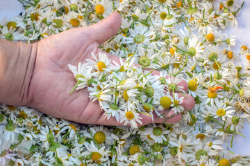 Chamomile flowers in the palm of your hand. Matricaria chamomilla. Top view. - obrazy, fototapety, plakaty
