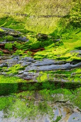 Abstract rock and algae formations at the Three Sisters, Tongaporutu, Taranaki, New Zealand.