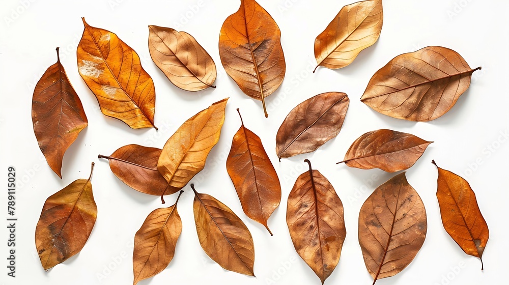 Poster autumn creative composition dried leaves on white background fall concept autumn background flat lay