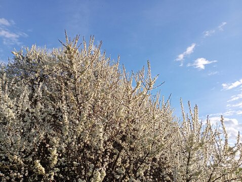 The terna bushes bloomed in the spring with beautiful small flowers against the background of a cloudless blue sky.