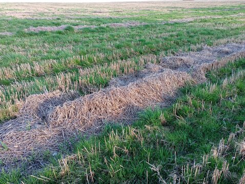 Straw on the mown field. Texture of a threshed field with stubble left after wheat harvest.