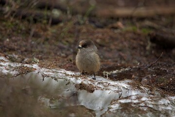 Siberian jay (Perisoreus infaustus) standing on the ground in snow in spring.