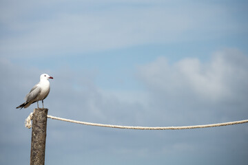 A seagull is perched on a wooden post. The sky is blue with some clouds. The bird is looking to the...