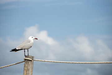 A seagull is perched on a wooden post. The sky is blue with some clouds. The bird appears to be...