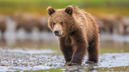Foto op Aluminium Young european brown bear ursus arctos © Salman