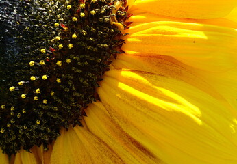 sunflower close up