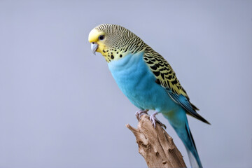 Budgerigar white isolated colours house nature beautiful lovebirds parrot animal green group wildlife manual wavy wild tropical baby bright