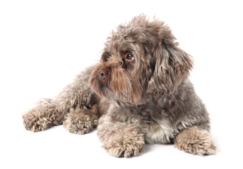 Cute Maltipoo dog lying on white background. Lovely pet