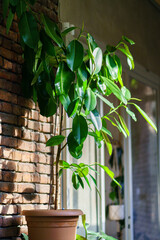 Ficus Elastica houseplant in home interior with sunlight and shadows. Stylish green plant Rubber...