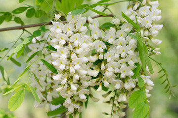 Acacia tree flowers blooming in the spring. 