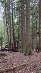 Obraz premium footpath in the woods