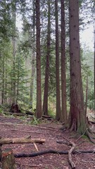 footpath in the woods