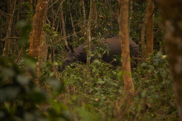 Reise durch Nepal. Der Chitwan Nationalpark.