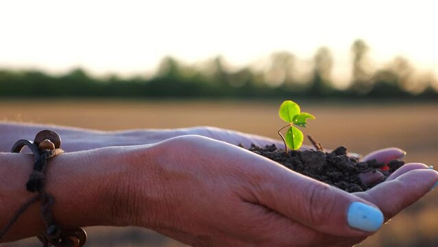 Female hands of farmer holding small green sprout at meadow at sunset. Agronomist getting ready to earth a little plant at field. Beautiful scenic landscape. Concept of agriculture business. Slow