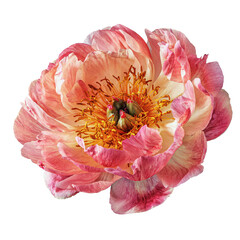 Blooming peony flower with pink and pink petals - Paeonia lactiflora isolated on transparent background close up