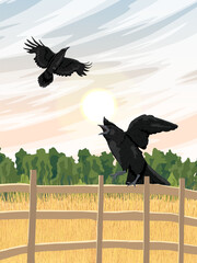 Fototapeta premium Black crows are sitting on a fence near a field with ripe wheat. Wild crow Corvus corax. Realistic vector vertical landscape