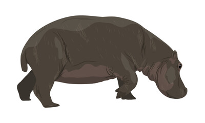 Hippo Hippopotamus amphibius. Wild animals of Africa. Realistic vector animal