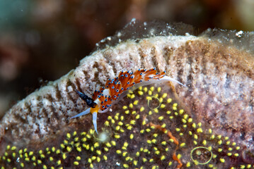 Favorinus tsuruganus