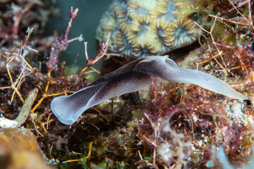 Lovely Headshield Slug Chelidonura amoena