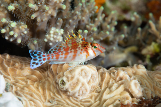 Dwarf Hawkfish Cirrhitichthys falco