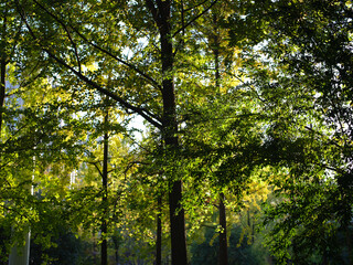 sun shining through trees in a late autumn afternoon
