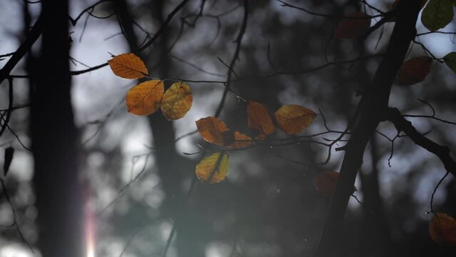 Group of autumn forest leaves with selective focus bokeh background
