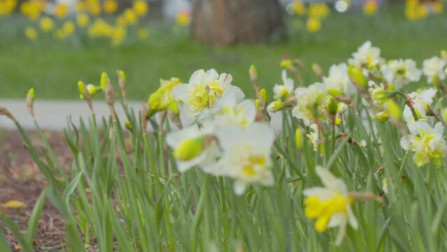 close-up, possibly macro, shot of a beautiful cluster of daffodils. The white and yellow flowers are in full bloom, showcasing delicate petals and vibrant colors that herald the arrival of spring.