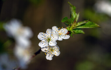 Spring blossoming of fruit trees. Close-up of flowers with a soft, blurred background.