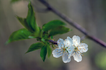 Spring blossoming of fruit trees. Close-up of flowers with a soft, blurred background.