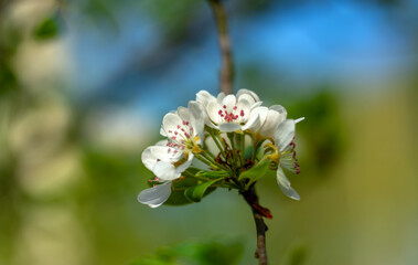 Spring blossoming of fruit trees. Close-up of flowers with a soft, blurred background.