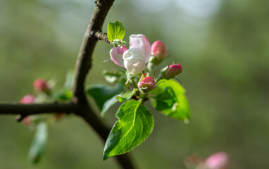 Spring blossoming of fruit trees. Close-up of flowers with a soft, blurred background.
