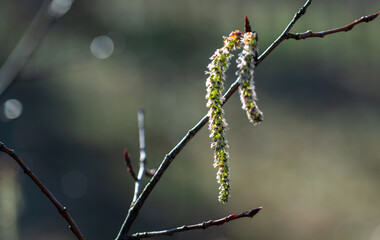 Aspen catkins hang from a branch. Soft, blurred background.