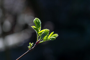 Young leaves are blooming on tree branches. Spring warmth awakens nature.