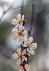 Spring blossoming of fruit trees. Close-up of flowers with a soft, blurred background.