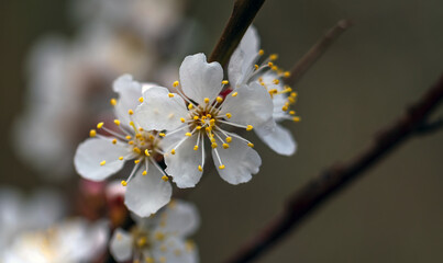 Spring blossoming of fruit trees. Close-up of flowers with a soft, blurred background.