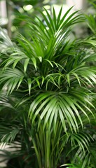 Exotic tropical forest  lush palm leaves and trees in wild jungle   panoramic nature wallpaper