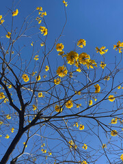 Handroanthus chrysotrichus: Golden Trumpet Tree Against the Clear Blue Sky, Hong Kong