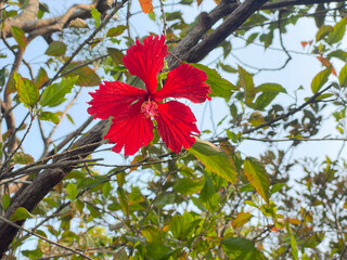 Vibrant Red Chinese Hibiscus Flower in Natural Habitat