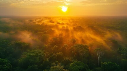 Aerial view of the Amazon at sunrise, golden light over endless green canopy