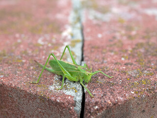 Bright green locust Tettigonia cantans on the concrete surface. Insect in the urban space