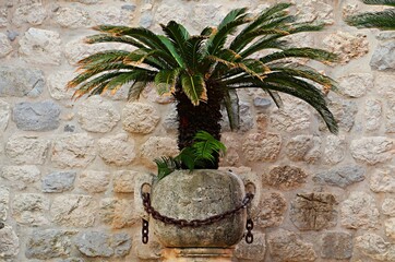 Palm tree in a large stone pot near the wall of the house