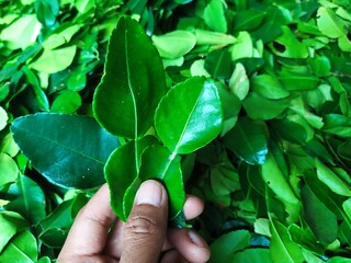 Ahand Hold fresh lime leaves, Kaffir lime leaves