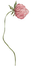Watercolor clover flower