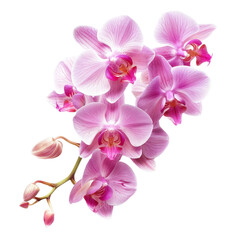 Bunch of Pink orchid on transparent background, png	