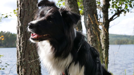 Border Collie