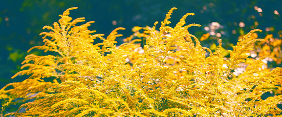 Fototapeta na wymiar Natural blooming ragweed. Floral background. Horizontal banner