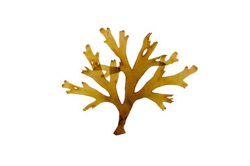 Dictyota dichotoma or forked ribbon seaweed frond isolated transparent png. Forkweed brown algae.
