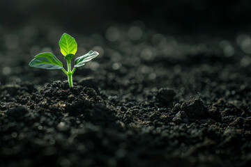 An isolated tiny green sprout on a black soil - obrazy, fototapety, plakaty