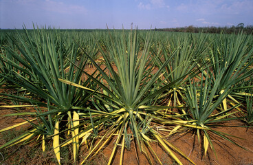 Culture du Sisal, Agava ridida. Madagascar